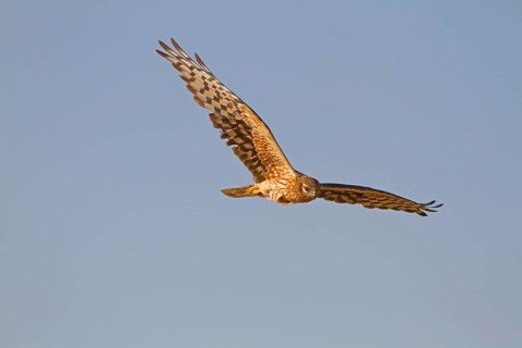 Montagu's Harrier