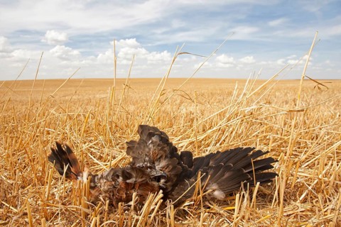 Montagu's Harrier