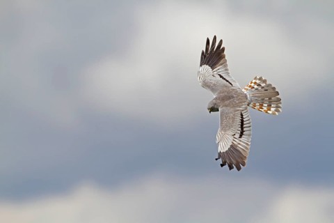 Montagu's Harrier