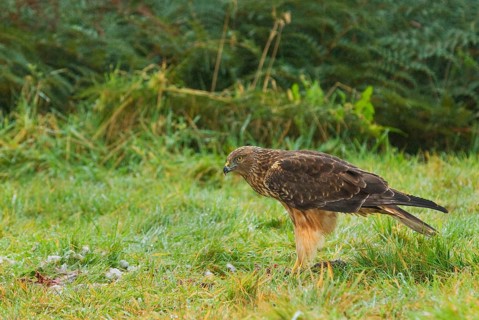 Swamp harrier