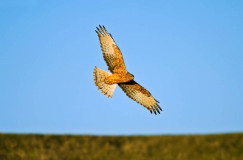 Swamp harrier