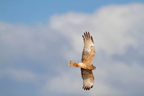 Swamp Harrier