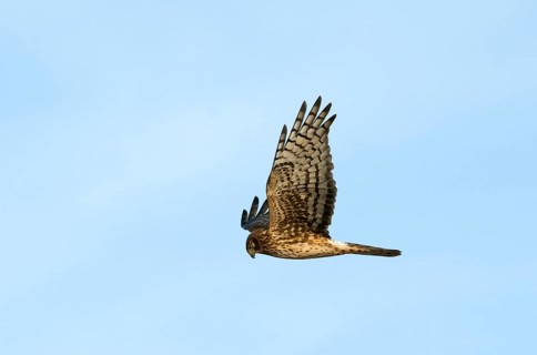 Northern Harrier