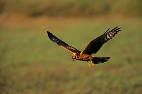 Pallid harrier