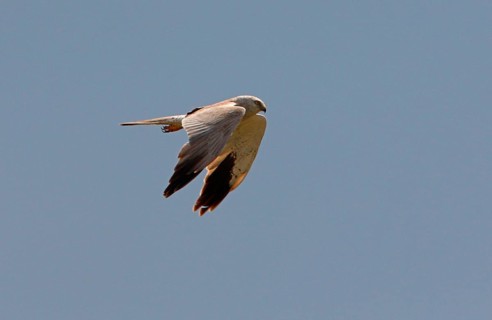 Pallid harrier