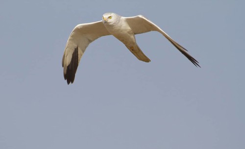Pallid Harrier