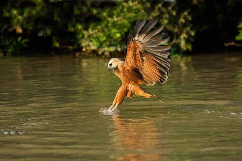 Fish Hawk