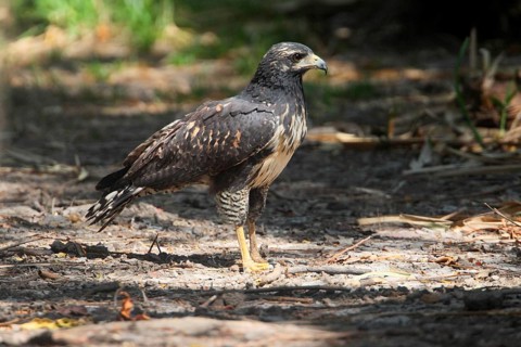 Young Mangrove Black Hawk