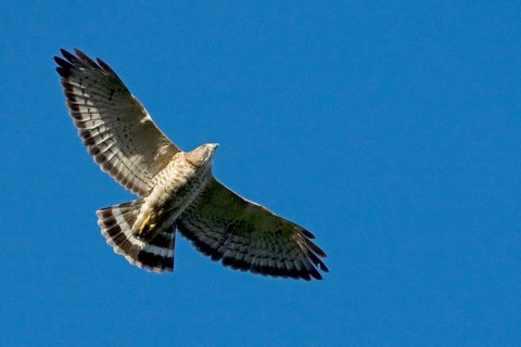 Broad-winged hawk