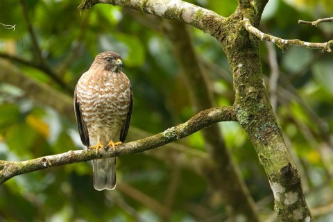 Broad-winged hawk