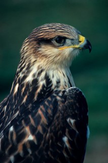 King Buzzard