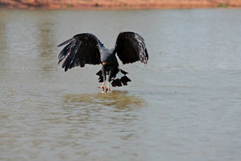 Great Black Hawk