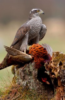 Northern Goshawk
