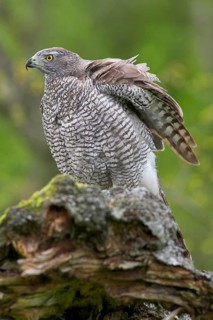Northern Goshawk