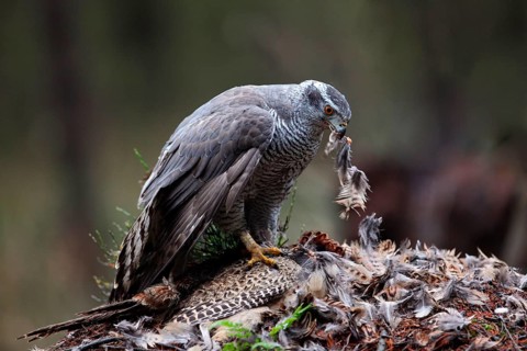 Northern northern goshawk