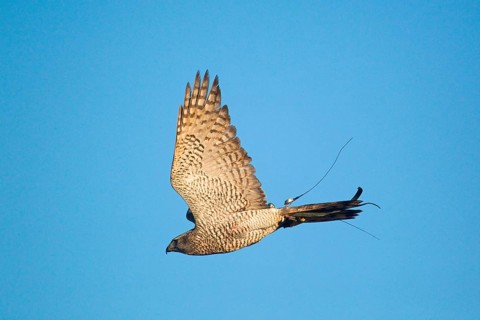 Northern northern goshawk