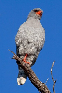 Grey-shouldered Goshawk