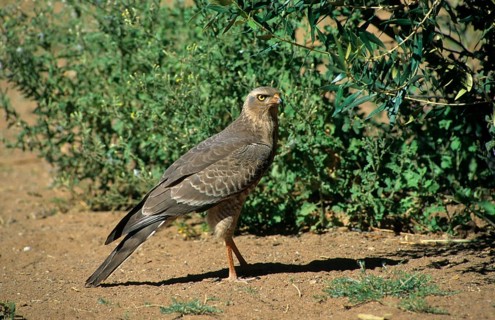 Pale speaking goshawk