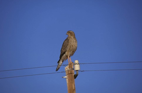 Pale speaking goshawk
