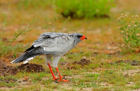 Pale speaking goshawk