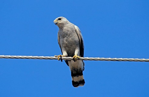 Two-banded Hawk