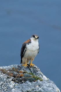 Variable hawk