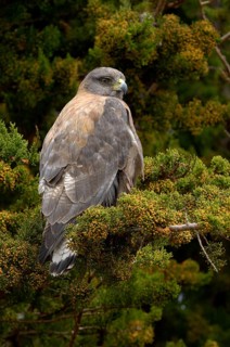 Variable hawk