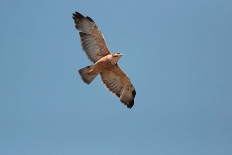 Red-backed Hawk
