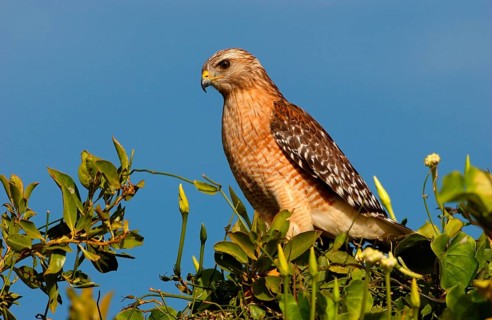 Red-shouldered Hawk