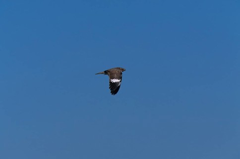 White-bellied Nightjar