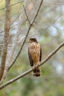 Roadside Hawk