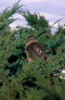 Sharp-shinned hawk