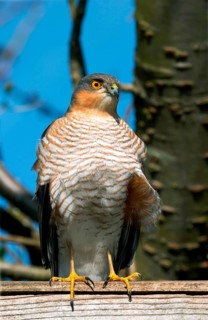 Eurasian eurasian sparrowhawk