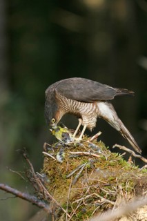 Eurasian sparrowhawk