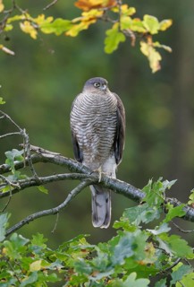 Eurasian sparrowhawk