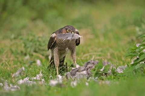 Eurasian sparrowhawk