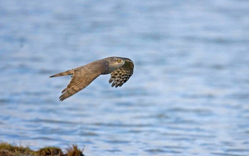 Eurasian Sparrowhawk