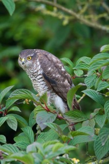 Eurasian eurasian sparrowhawk
