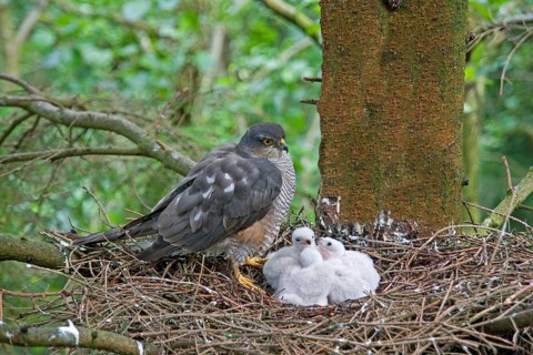 Eurasian sparrowhawk