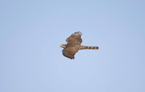 Eurasian sparrowhawk