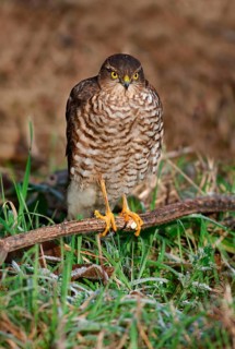 Eurasian Sparrowhawk
