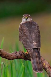 Eurasian eurasian sparrowhawk