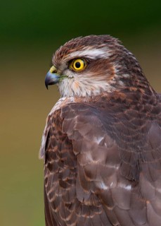 Eurasian eurasian sparrowhawk
