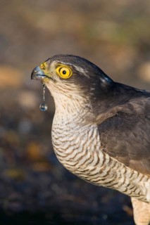 Eurasian Sparrowhawk