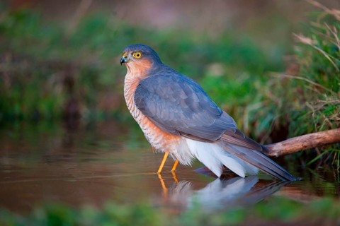 Eurasian sparrowhawk