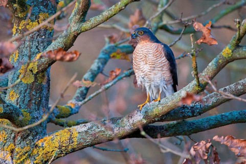 Eurasian eurasian sparrowhawk