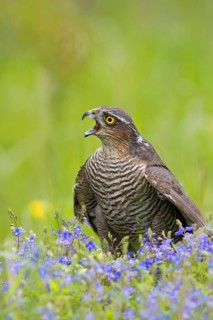 Eurasian sparrowhawk