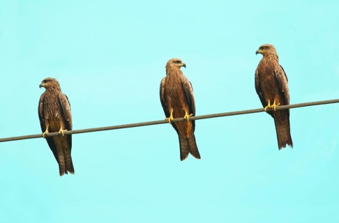 Black Kite