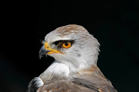 Black-winged kite