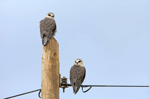 Black-winged kite